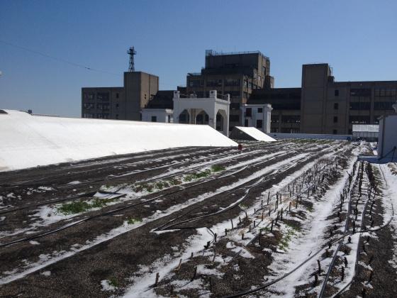 The Brooklyn Grange Navy Yard farm frosted over.